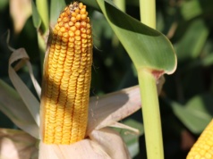 Soja i rzepak w rajdzie wzrostowym, kukurydza hamuje