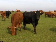 Pierwszy taki transport z kraju Mercosur. Oto szczegóły