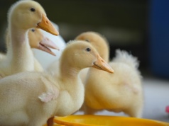 Wysoce zjadliwa grypa ptaków pod Koronowem. Nakazy i zakazy wprowadzono w powiecie bydgoskim