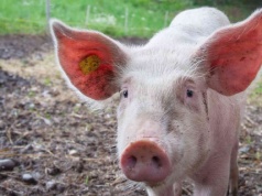 Świnia lecąca na dronie spowodowała blackout w chińskich wioskach