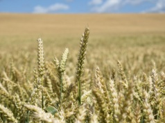 Przychody Rusagro w 2025 r. wzrosły o 16 proc.