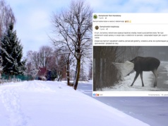 Pokazali nagranie z łosiem w roli głównej. Blisko 70 tys. wyświetleń