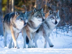 Atak wilków na Podkarpaciu. Policja potwierdza, że ranny został mężczyzna