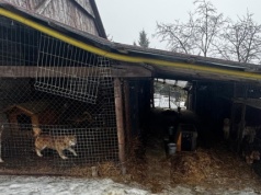 Wielka akcja pod Krakowem. Odebrano 150 psów. Jest zarzut