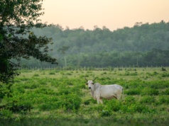 Na sprzedaż wielka farma w Paragwaju. 60 tys. hektarów i stado 49 tys. sztuk bydła