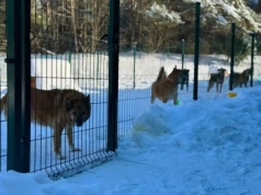 Bezpieczna zima czworonogów. Wyniki kontroli w schronisku w Tomarynach