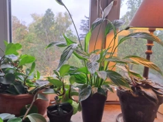 Wlewam 1 szklankę do żółknącego skrzydłokwiatu. Po 3 tygodniach wypuszcza kwiat za kwiatem