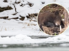 Leśnicy z Bieszczad pokazali niezwykłe nagranie. "Czuć wiosnę"