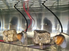 Małże pilnują elbląskiej wody