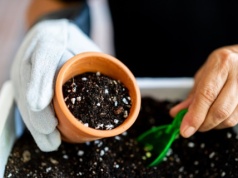 Zdobi ogród aż do jesieni. Nie przegap terminu jej wysiewu