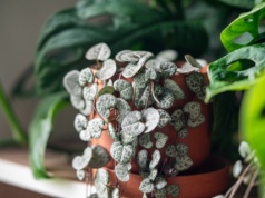 Najpiękniejsza roślina na walentynki. Tworzy kaskady uroczych "serduszek". Jej uprawa to pikuś