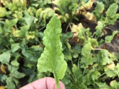 Czy szroniec zajączek wymarznie? Nowy wektor chorób buraka coraz groźniejszy