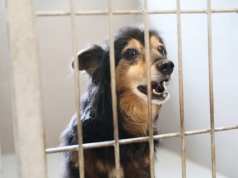 Zamiast Barosa Tulimy Łapki. W Suchedniowie powstaje nowe schronisko