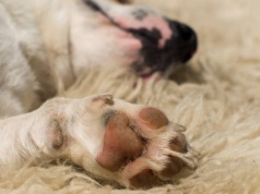 "500 plus na psa i kota". Kto może skorzystać z dofinansowania?