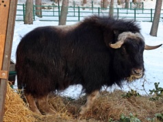 Jedyny w Polsce piżmowół arktyczny zamieszkał w gdańskim zoo