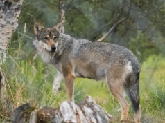 Wilki zaatakowały człowieka. Mieszkaniec Podkarpacia trafił do szpitala
