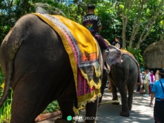 Indonezja mówi "nie" przejażdżkom na słoniach. Historyczny zakaz i nowy rozdział w ochronie zwierząt