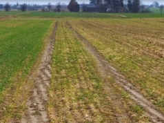 Sprawdź czy oziminy przeżyły