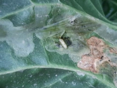 Szkodniki buraka po zimie. Które ucierpią, a które przetrwają?