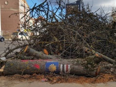 1 340 drzew zostanie wyciętych w Olsztynie. Prezydent Szewczyk tłumaczy decyzję