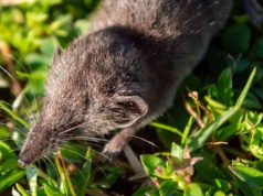 Odkryto najmniejszego drapieżnika. Waży tyle, co kostka cukru