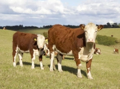 Ceny bydła 10.02.2026: brakuje byków, ale nie każda ubojnia daje więcej