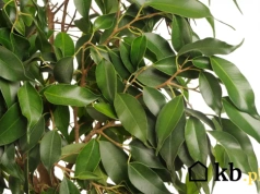 Te rośliny doniczkowe przetrwają niemal wszystko. Są idealne dla zapracowanych