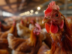 Nowe ogniska grypy ptaków. Zima przyspiesza epidemię