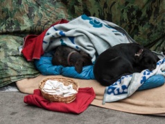 Noclegownie powinny przyjmować bezdomnych z psami przez cały rok