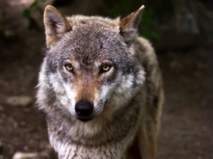 Pojawiły się wilki. Postępuj ostrożnie, ale nie panikuj!
