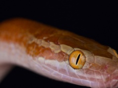 Wijący się gość z Afryki w łazience. Mieszkaniec Łodzi musiał wezwać służby