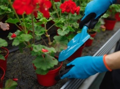 Obierz, wysusz i wsyp do doniczki. Wzmocnisz rośliny, które bujnie rozkwitną