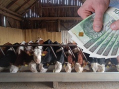 Dopłaty do ubezpieczeń zwierząt. Do kiedy złożyć wniosek?