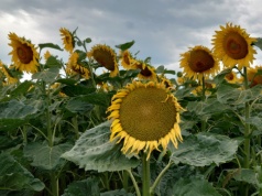 Ile kosztuje materiał siewny słonecznika? Na jakie odmiany postawić?
