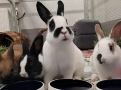 Króliki żyły bez jedzenia i wody. Zostały odebrane i są już gotowe do adopcji