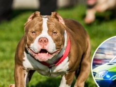 Fatalny finał pierwszego spotkania z psem. Noworodek zaatkowany. Natychmiastowa reakcja policji