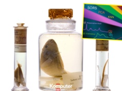 Naukowcy strzelają laserem do słojów Darwina. Okazy spędziły 200 lat w alkoholu