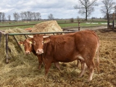 Bydło tanieje w Niemczech. Sprawdzamy aktualne ceny skupu w Polsce