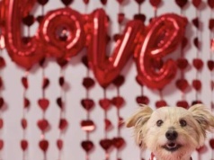 Walentynkowa akcja adopcyjna „Psinder i Kocinder”