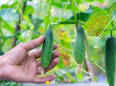 Co posadzić obok ogórków w ogródku? Zaplanuj już teraz, a zwiększysz plony