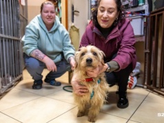 Apel szczecińskiego TOZ dot. psich i kocich adopcji