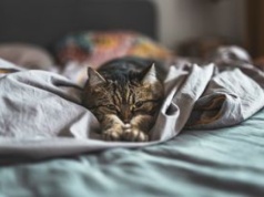 Co kot robi nocą, gdy gasisz światło? Prawda zaskakuje wielu opiekunów