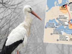 Bocian Krutek już w Europie. Eksperci śledzą jego powrót do Polski mimo śniegu