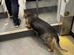 Zagubiony pies przejechał pół miasta tramwajem