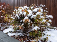 Zima niszczy ogród po cichu. Problem wraca co roku, bo ogrodnicy źle odczytują jeden sygnał