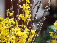 Przynieś z ogrodu i włóż do wazonu. Zakwitną, mimo mrozu