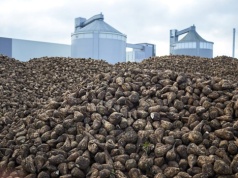 Najdłuższa kampania buraczana zakończona! Mrozy nie zatrzymały cukrowni