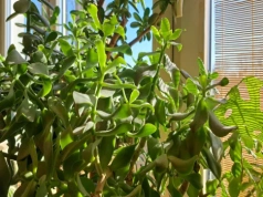 Grubosz masowo zrzuca liście? Wlej to raz w miesiącu, a odbije w kilka tygodni