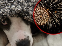 Komisja przyjęła zmiany w ustawie o ochronie zwierząt. Zakaz fajerwerków rozszerzony