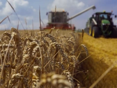 USDA: zbiory pszenicy już przestają rosnąć, największe zmiany w eksporcie